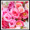 Rosa rosa