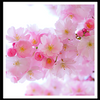 flores de cerezo