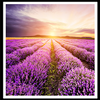 Campos de lavanda