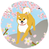 91 柴犬