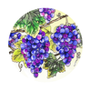 54 Uvas Verdes