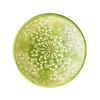 黄緑