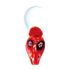 Rojo